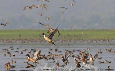 The power plant project planned for the Karnaphuli Char bird sanctuary has been cancelled.