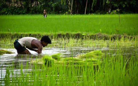 Bangladesh's rice production exceeds 40 million tonnes for the first time.