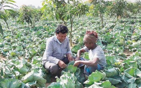 From Farm to Table: Vegetable Prices in Rajshahi Increase by Tk20-40 per kg