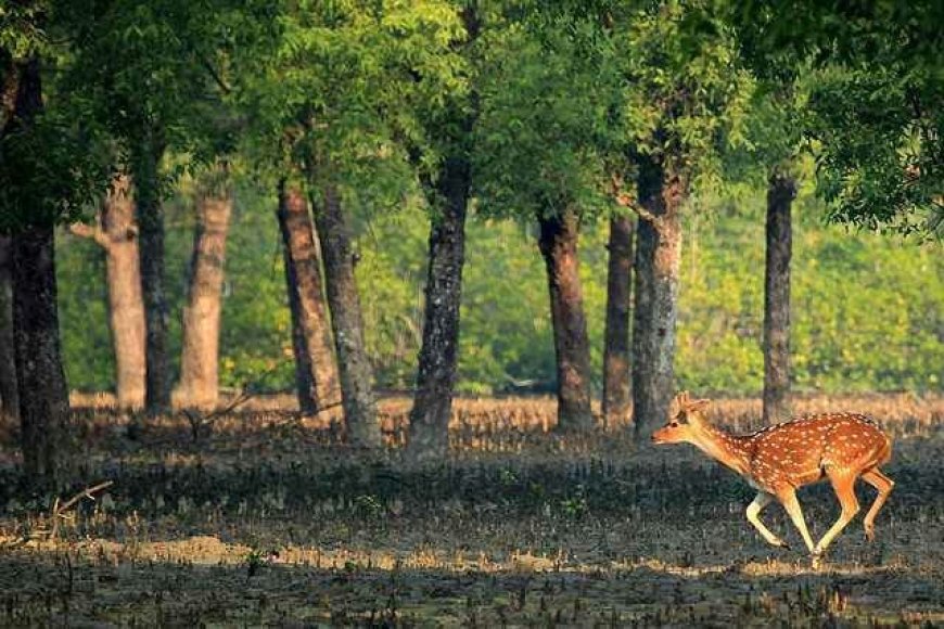 Unregulated resorts pose a threat to the biodiversity of the Sundarbans