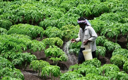 BB eases LC margin requirements for fertilizer imports