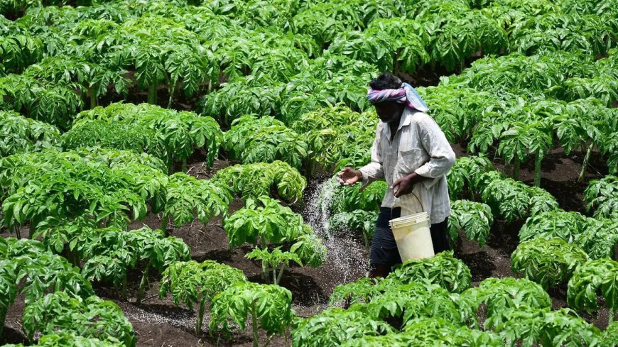 BB eases LC margin requirements for fertilizer imports