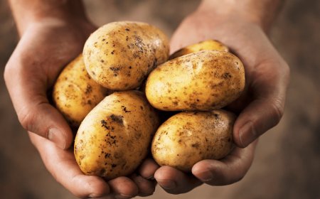 468 tons of Indian potatoes have arrived at Benapole