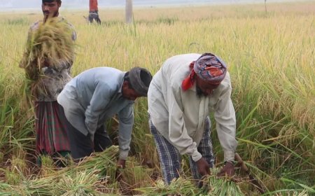 A significant disparity in land distribution: 6% of large farmers control one-fourth of the total land, leaving many landless