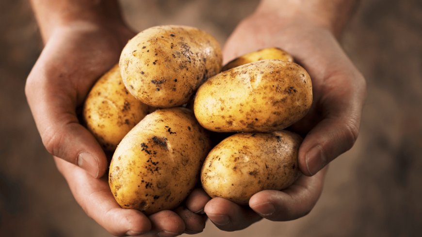 468 tons of Indian potatoes have arrived at Benapole