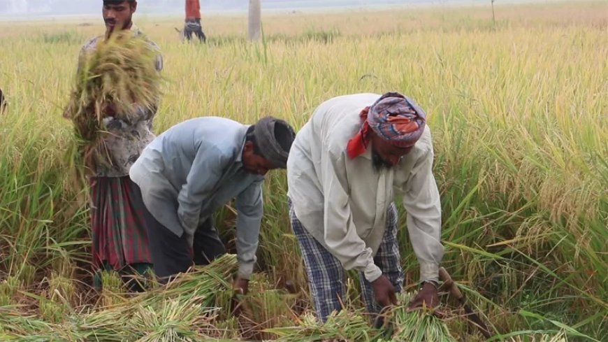 A significant disparity in land distribution: 6% of large farmers control one-fourth of the total land, leaving many landless