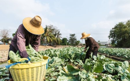 Chinese researchers achieve advancements in maintaining vegetable freshness