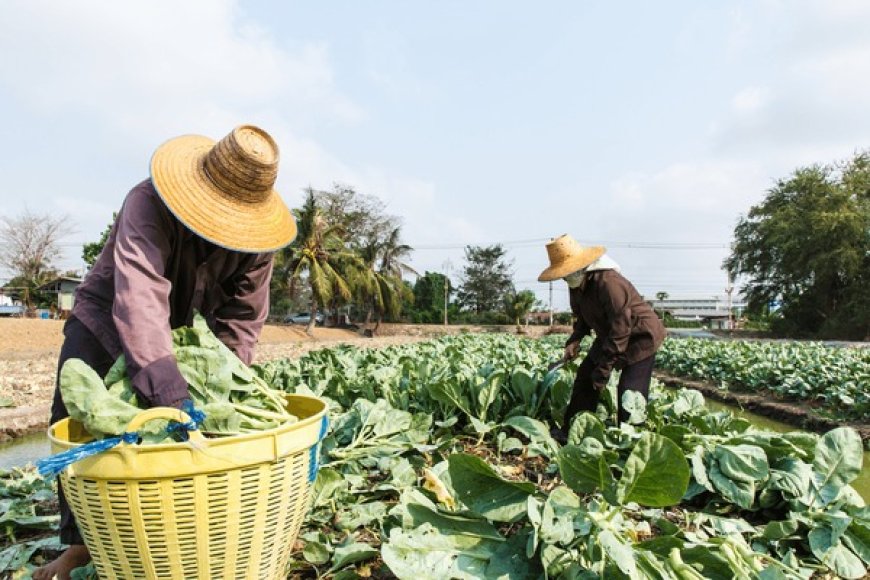 Chinese researchers achieve advancements in maintaining vegetable freshness