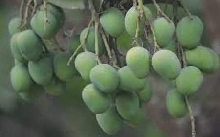 Mango exports to China expected to commence next summer