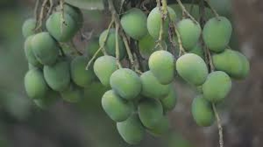 Mango exports to China expected to commence next summer