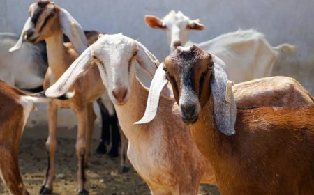 Morocco cancels Eid-ul-Azha animal sacrifices due to severe drought and ongoing economic crisis