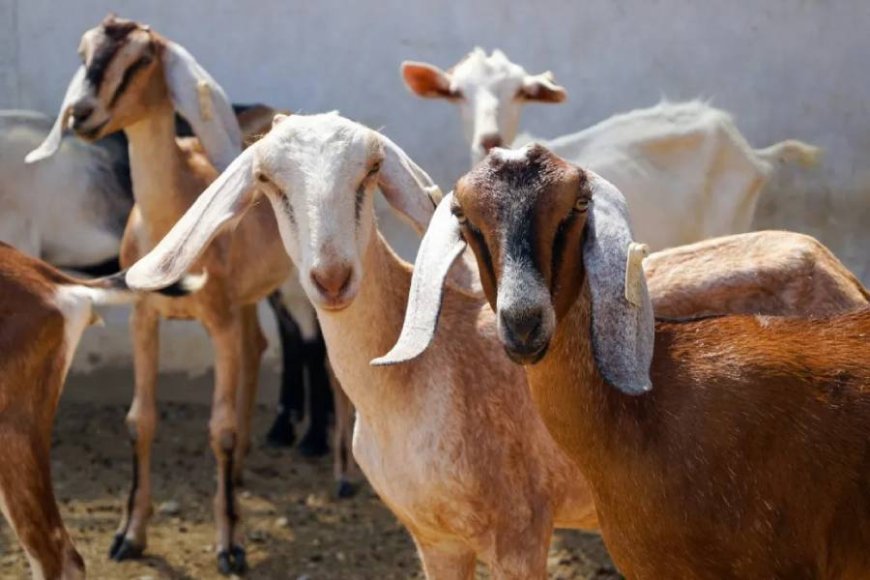 Morocco cancels Eid-ul-Azha animal sacrifices due to severe drought and ongoing economic crisis