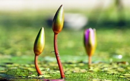 EC Adds ‘Shapla Koli’ to Election Symbol List