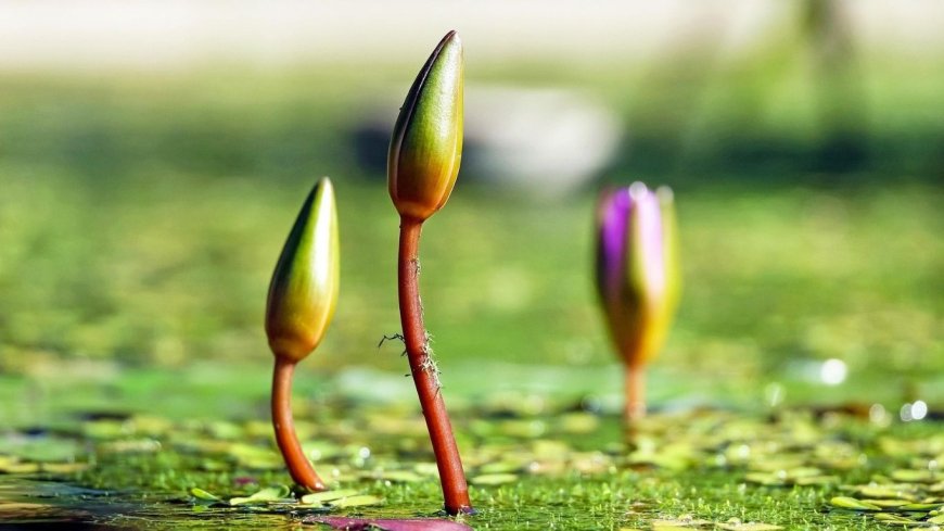 EC Adds ‘Shapla Koli’ to Election Symbol List