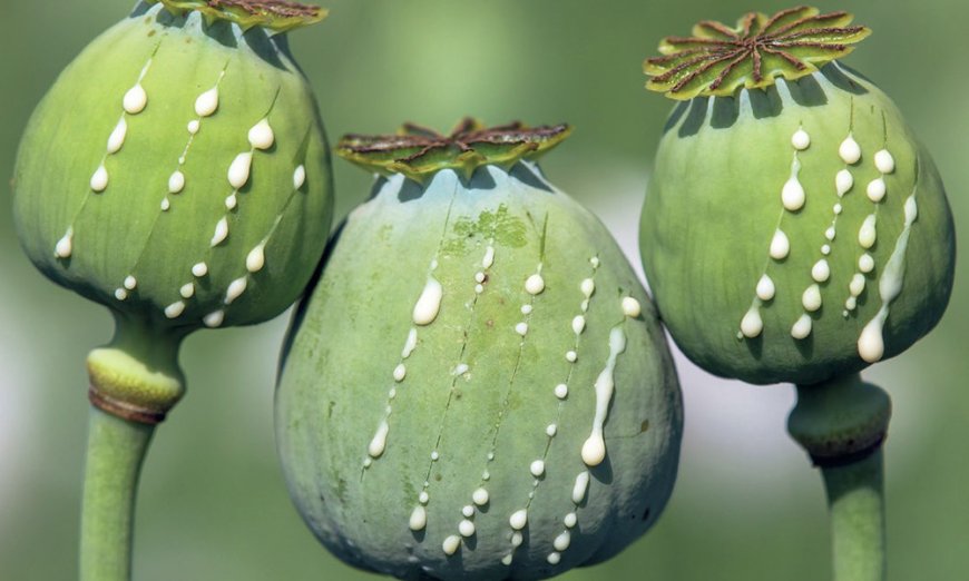 Raw materials trafficked from Myanmar for heroin production entering Bangladesh