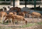The Rajshahi Botanical Garden is likely to be transformed into the ‘Rajshahi Bird Park’