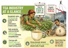 International Tea Day: Tea production rises, but exports continue to lose ground