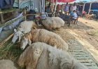 Expensive ‘Dumbas’ draw major attention at Gabtoli cattle market