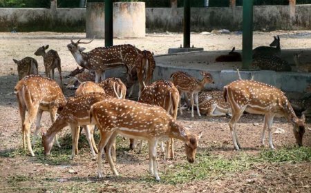 The Rajshahi Botanical Garden is likely to be transformed into the ‘Rajshahi Bird Park’