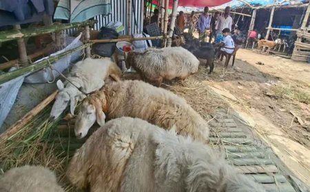 Expensive ‘Dumbas’ draw major attention at Gabtoli cattle market