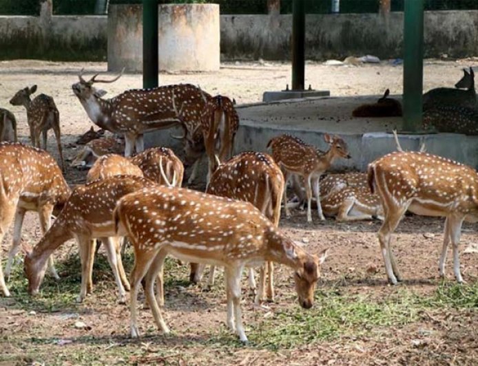 The Rajshahi Botanical Garden is likely to be transformed into the ‘Rajshahi Bird Park’