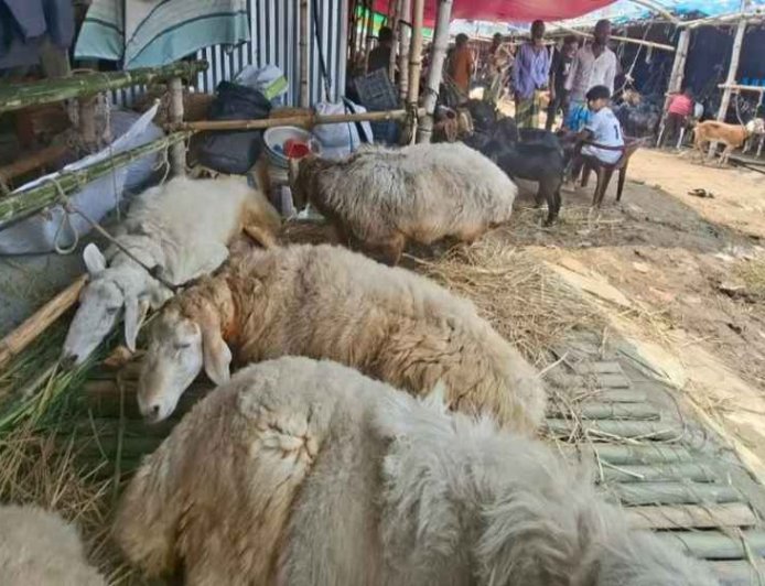 Expensive ‘Dumbas’ draw major attention at Gabtoli cattle market