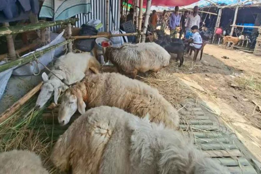 Expensive ‘Dumbas' draw major attention at Gabtoli cattle market