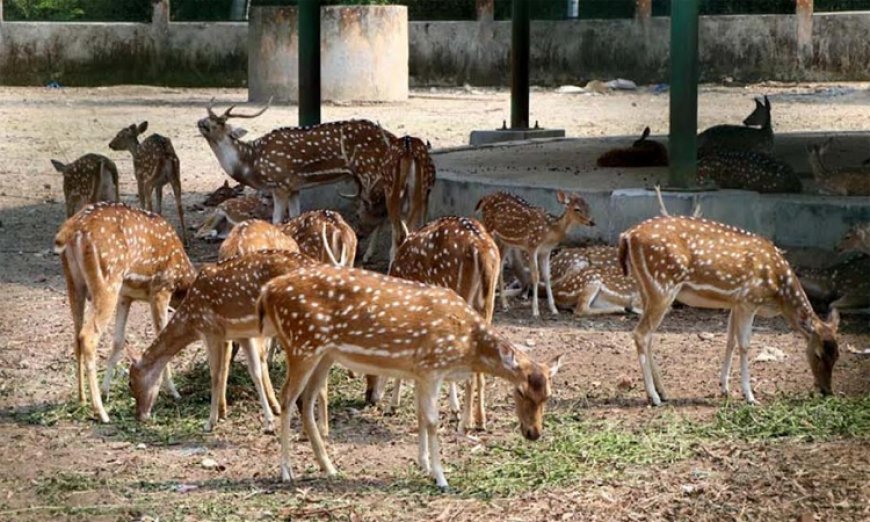 The Rajshahi Botanical Garden is likely to be transformed into the ‘Rajshahi Bird Park’