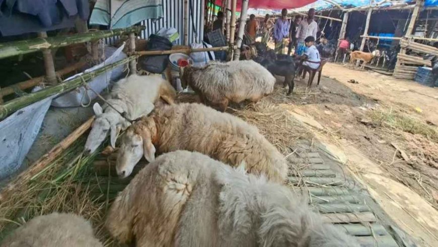 Expensive ‘Dumbas’ draw major attention at Gabtoli cattle market