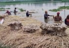 Jute sales expected to generate Tk 549cr in Rajshahi this season