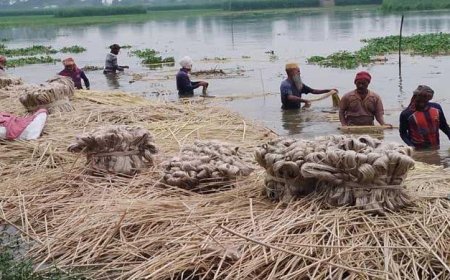 Jute sales expected to generate Tk 549cr in Rajshahi this season