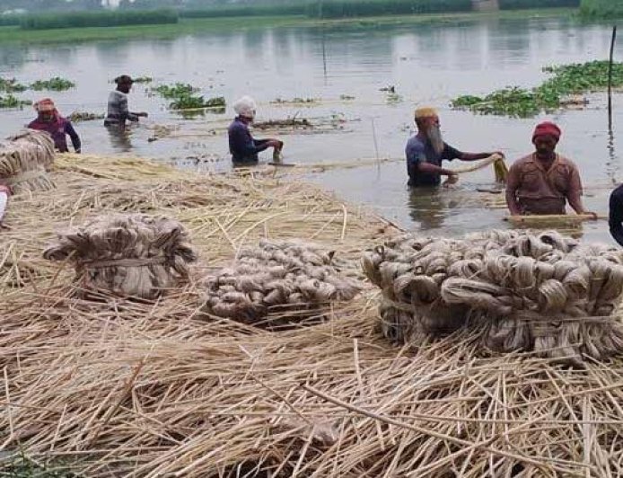 Jute sales expected to generate Tk 549cr in Rajshahi this season