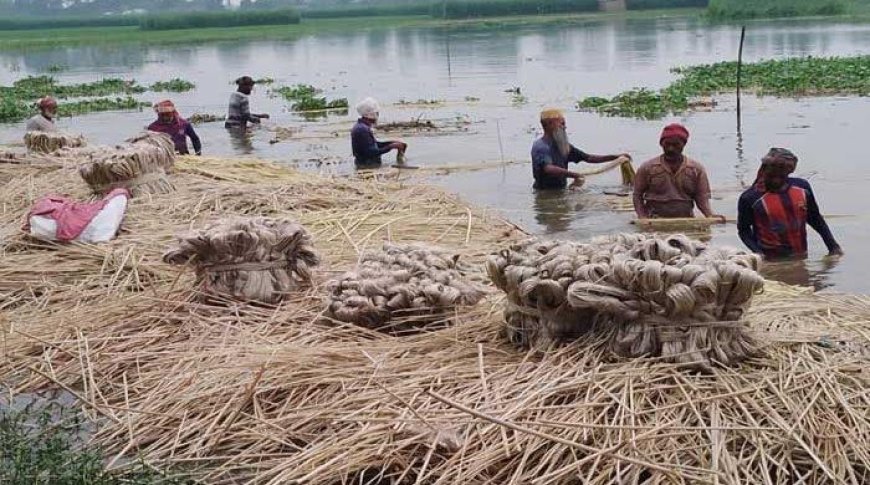 Jute sales expected to generate Tk 549cr in Rajshahi this season