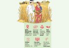 FAO: 10 lakh farm households urgently need agricultural assistance